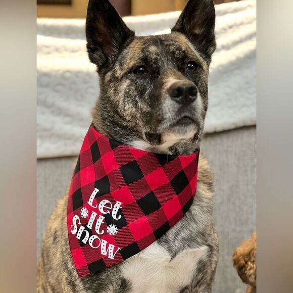 Custom dog bandana with graphic - Picture 4 of 16